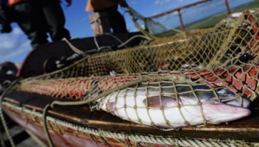 Мировой суд Темрюкского района лишил браконьера лодки, рыбы и вменил штраф