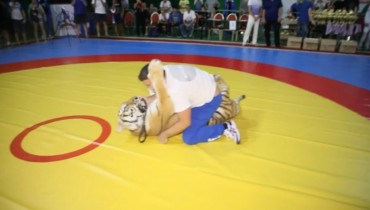 На турнире по самбо прошел «поединок» человека с тигром