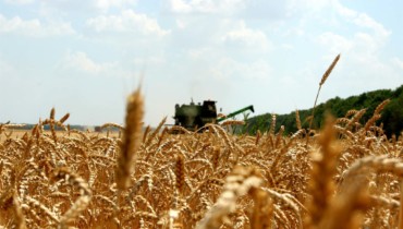 Кубань завершила уборку зерновых