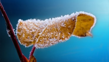 На Кубани из-за заморозков урожай фруктов упадет в 2020 году на 60-80%