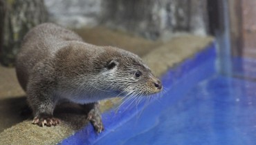 Выдра болеет за Роналдо