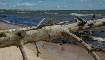 Отец закрыл собой сына от падающего дерева в Геленджике