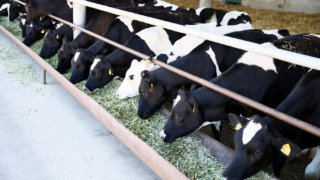 О развитии молочной отрасли края рассказал губернатор Кубани Венамин Кондратьев