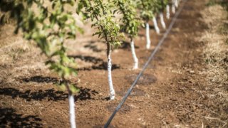 Рынок продовольственных товаров обеспечивают кубанские сельхозпредприятия