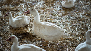 Кубанские сельхозпредприятия развиваются благодаря мерам господдержки
