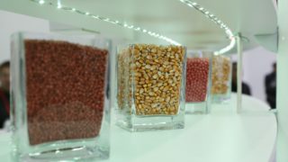 Все свое: как селекция и генетика помогают кубанским аграриям выходить на рекорды