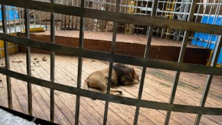 Каникулы Бонифация: Африканского льва из Анапы отправят в Старый Оскол