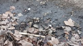 В Краснодаре проверят и очистят дождеприёмные решётки