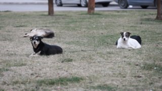 За два с половиной месяца в Краснодаре отловили 700 бродячих собак