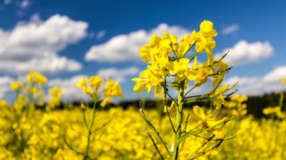 Экспорт рапсового масла с Кубани в Китай за 2022 год вырос в 3 раза