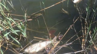 Пользователи соцсетей жалются на гибель рыбы в Карасунских озёрах 