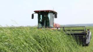 Весенняя посевная кампания в Краснодарском крае завершена более чем на 75%