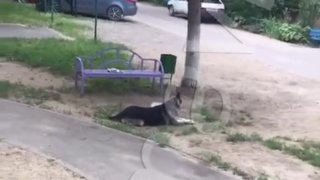 В Армавире собака напала на ребёнка