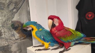 В Геленджике у фотографов изъяли 5 попугаев и 4 обезьяны