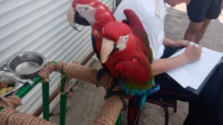 У пляжных фотографов в Анапе изъяли животных