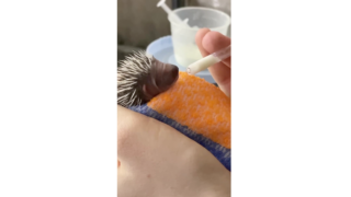 В Геленджике спасли новорожденных ежат