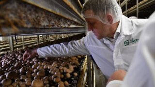 Евгений Наумов посетил грибной комплекс