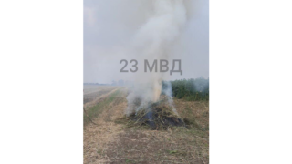 Полицейские обнаружили около станицы Крыловской свыше 5 тысяч кустов дикорастущей конопли 