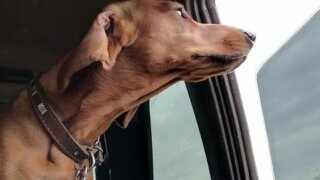 В Туапсинском районе работают бригады ветеринаров