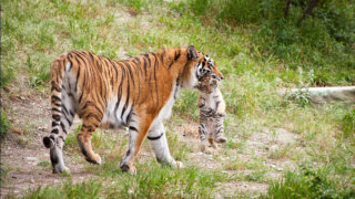 Вход в Сафари-парк в Геленджике один день будет бесплатным