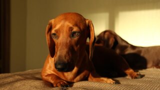 Два кубанских курорта возглавили рейтинг путешествий с животными