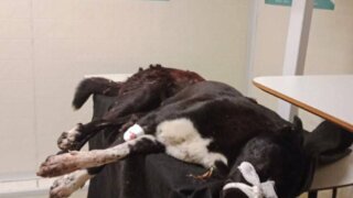 Полиция в Краснодаре выясняет обстоятельства убийства собаки топором