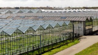 Псевдо-фермеры на Кубани обманом получили из бюджета 5,5 млн рублей субсидий