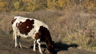 Каждый счастлив по-своему