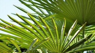 Депутат ЗСК Виктор Тепляков призвал сочинцев объединить усилия в спасении пальм