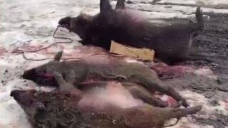 На Кубани нашли браконьера, застрелившего кабанов и беременных самок