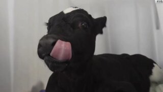 В Усть-Лабинске учёные клонировали корову