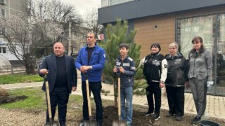 На углу улиц Герцена и Атарбекова в Краснодаре появилось 10 новых сосен