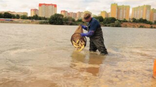 На Кубани в реки выпустили ещё 10 тысяч осетровых пород рыб