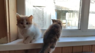 В Новороссийске живодёры убили семь кошек, теперь их ищет полиция