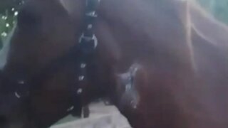 Кубанский казак перерезал шею лошади, полиция начала проверку