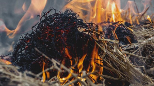 В заповеднике «Утриш» закрыли пешие маршруты для туристов