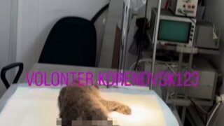 Полиция на Кубани ищет живодеров, пытавшихся оторвать хвост коту (18+)
