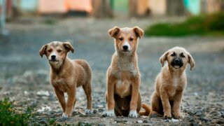 Стало известно о закрытии приюта для бездомных животных в Новороссийске