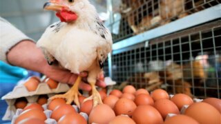 Глава Кубани рассказал о лидирующих позициях региона по производству мяса птицы