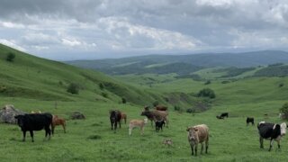 Стратегия успеха фермеров Кубани благодаря мерам поддержки