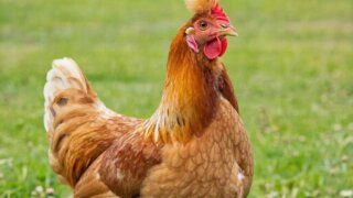 На птицефабрике под Новороссийском произошел массовый падеж кур