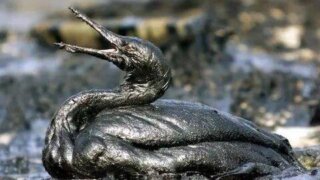 Кубанские волонтеры бросили все силы и средства на спасение птиц, пострадавших от разлива мазута