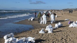 На очистку береговой линии Кубани от мазута уйдет месяц
