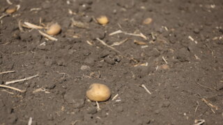 На Кубани резко подорожал картофель