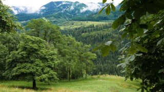 Кондратьев заявил, что в 2025 году на Кубани восстановят свыше 176 гектаров лесных насаждений