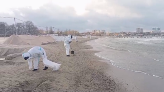 Число добровольцев, очищающих пляжи от мазута в Анапе, сократят до 300 человек