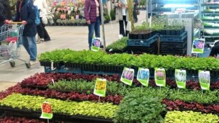 В Краснодаре открылась весенняя ярмарка