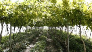 В Краснодарском крае за последние 10 лет заложили 6,5 тысячи гектаров новых виноградников