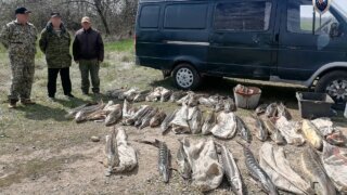 В Приморско-Ахтарском районе местные жители незаконно добыли особо ценной рыбы на 7, 4 миллионов рублей