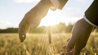 АПК Кубани: ключевая роль в успехе